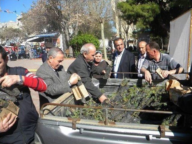 Tekirdağ’da Orman Haftası Dolayısıyla 2 Bin Çam Fidanı Dağıtıldı