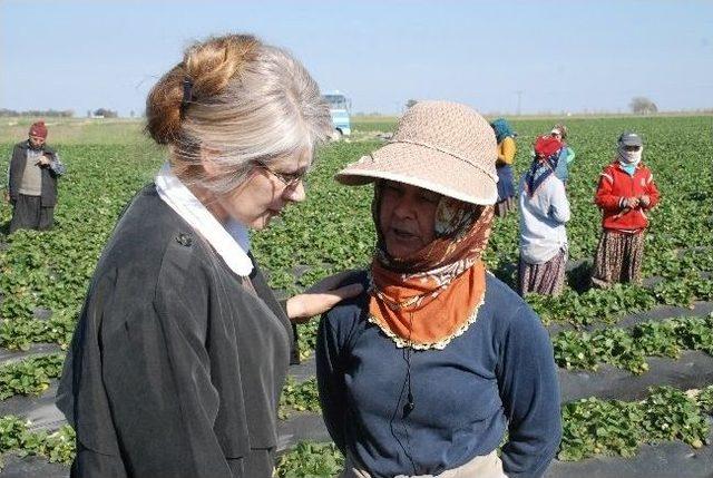 Chp'li Tarhan’dan Çilek Tarlasında 