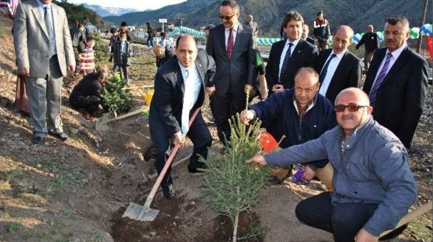 Amasya'da Yanan Ormanı 3 Bin Fidan Yeşertecek