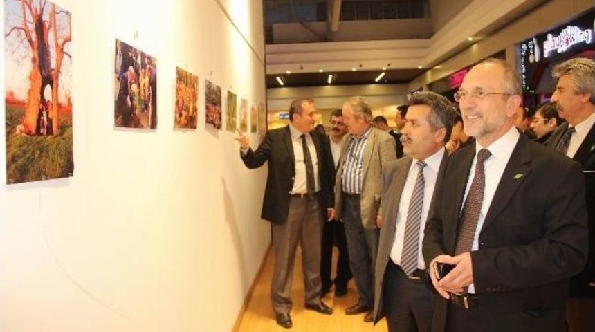 Tema&rsquo;dan "orman Hayattır" Sergisi