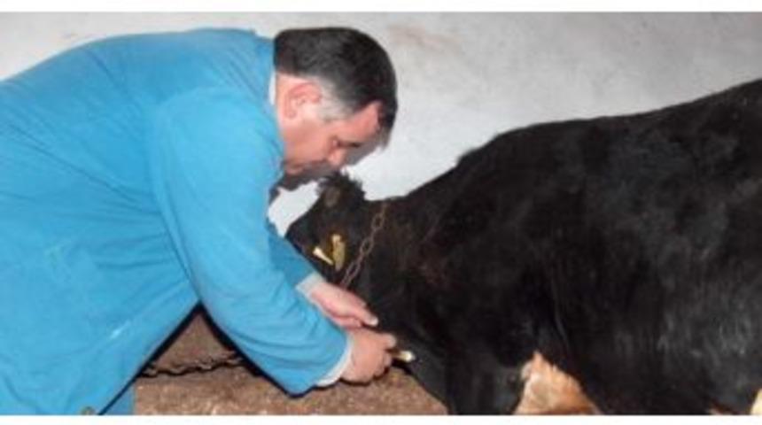 Bahar D&ouml;nemi Şap Aşılama Kampanyası Başlıyor