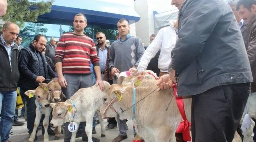 En G&uuml;zel Buzağı Yarışması