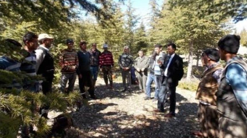 Sedir Ormanlarında Sıklık Bakım &Ccedil;alışmaları Başladı