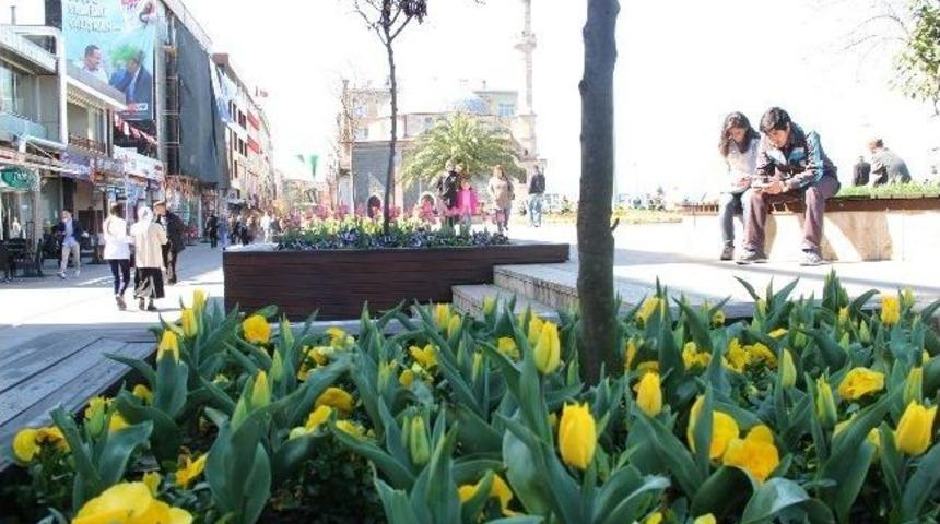 Giresun&rsquo;da Lale Devri