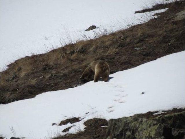 Dağların Oğlu Yıllardır Yaban Hayatını Gözlüyor