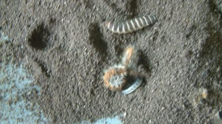 Burhaniye&rsquo;de Ormana Faydalı B&ouml;cek Yetiştiriliyor