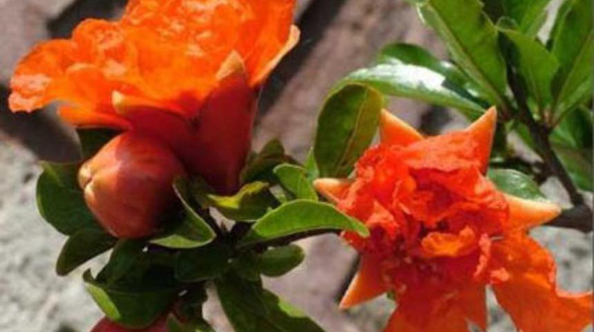 Narın mucize faydaları