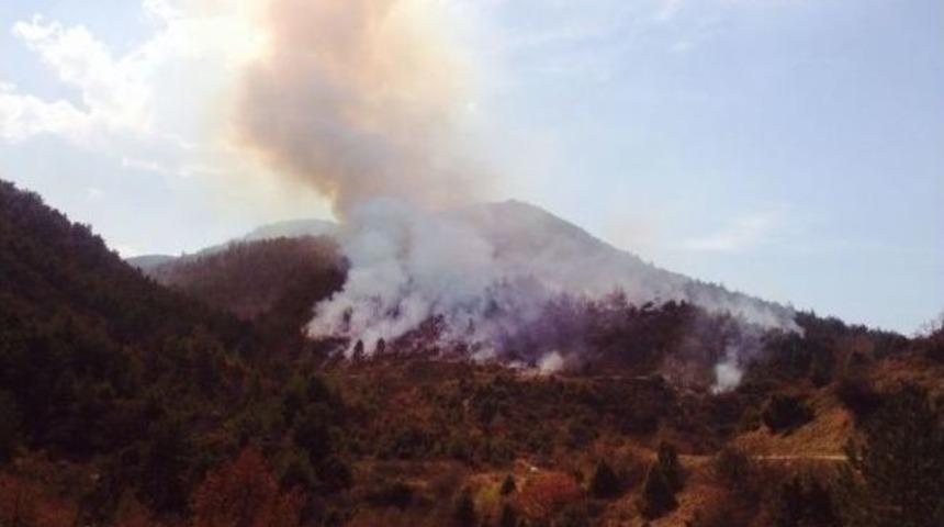 Bilecik'te Orman Yangını