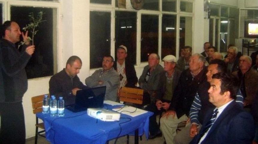 Aydın&rsquo;da Zeytin Dal Kanseriyle M&uuml;cadele &Ccedil;alışmaları