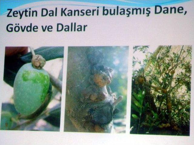 Aydın’da Zeytin Dal Kanseriyle Mücadele Çalışmaları