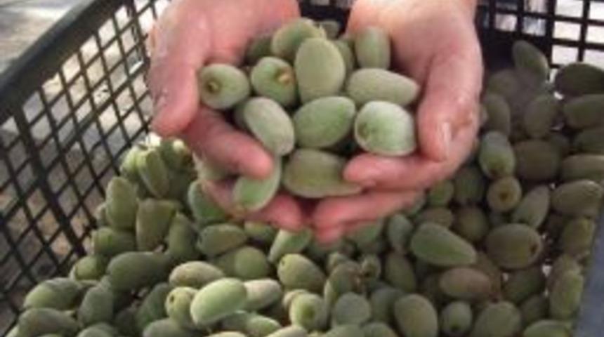 &Ccedil;ağla Badem Tezgahlarda Yerini Aldı