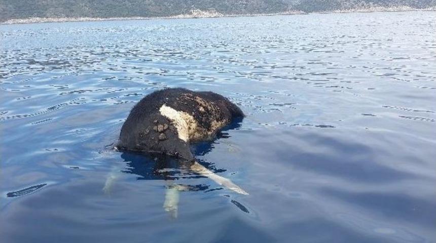 Denizden 'inek &Ouml;l&uuml;s&uuml;' &Ccedil;ıktı