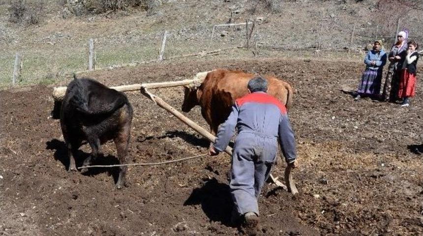 Teknolojiye İnat Karasabana Devam
