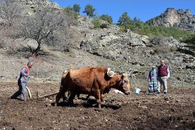 Teknolojiye İnat Karasabana Devam