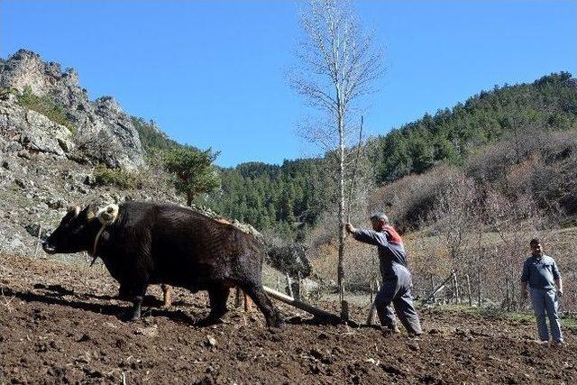 Teknolojiye İnat Karasabana Devam