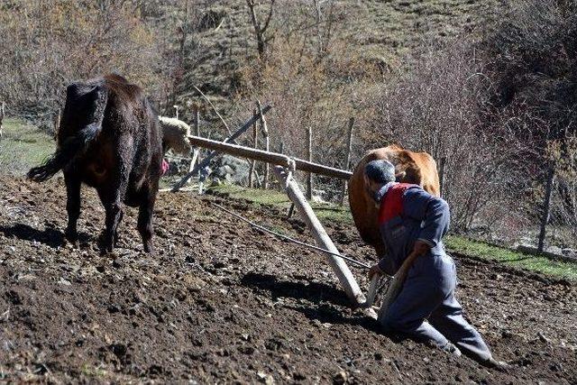 Teknolojiye İnat Karasabana Devam