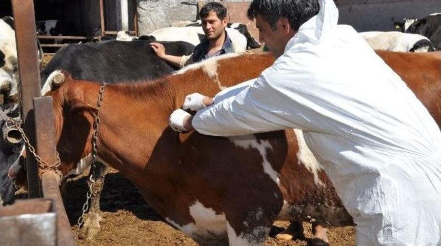 Aksaray&rsquo;da Şap Aşısı Kampanyası Başladı