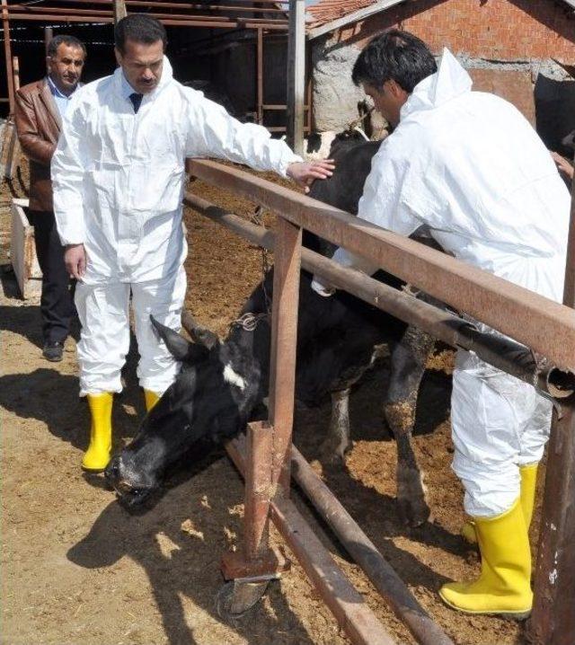 Aksaray’da Şap Aşısı Kampanyası Başladı