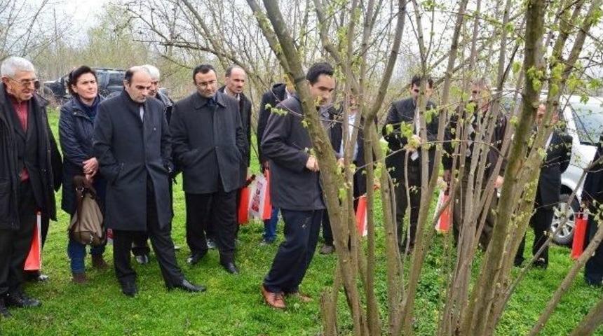 Fındığın Kalitesi Artacak