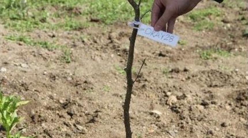 Fındıkta Ocakların Yerini Tek Dallar Alıyor