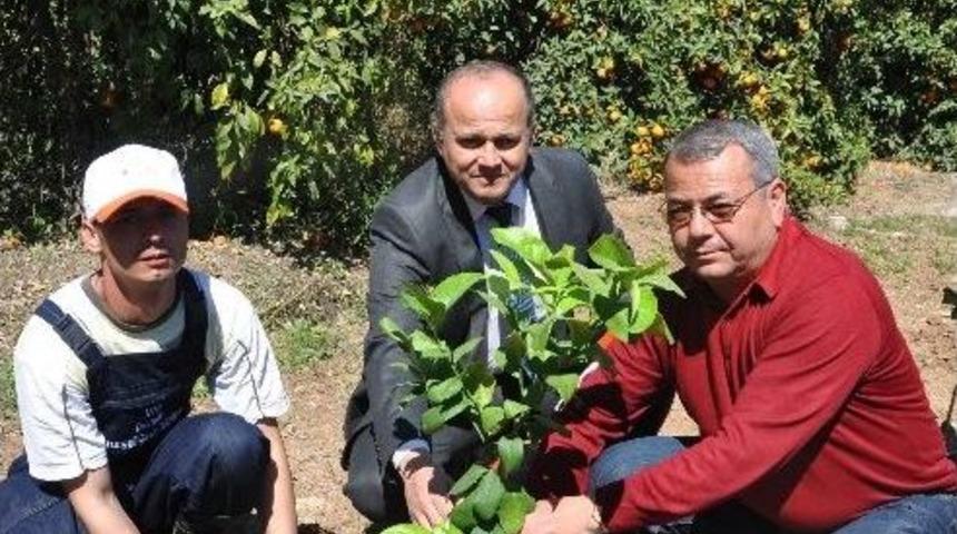 Narenciyenin Hasat Sezonu Uzatılacak