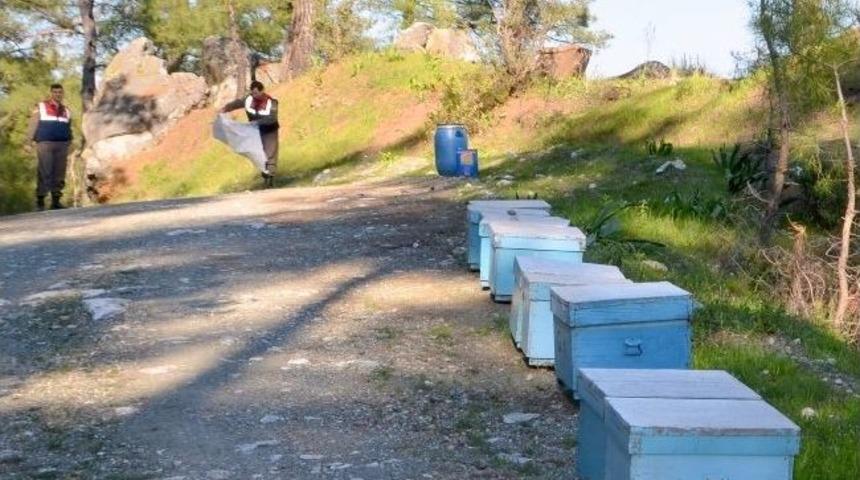 Kovan Hırsızı Ayı &Ccedil;ıktı, Jandarma Bile Şaşırdı