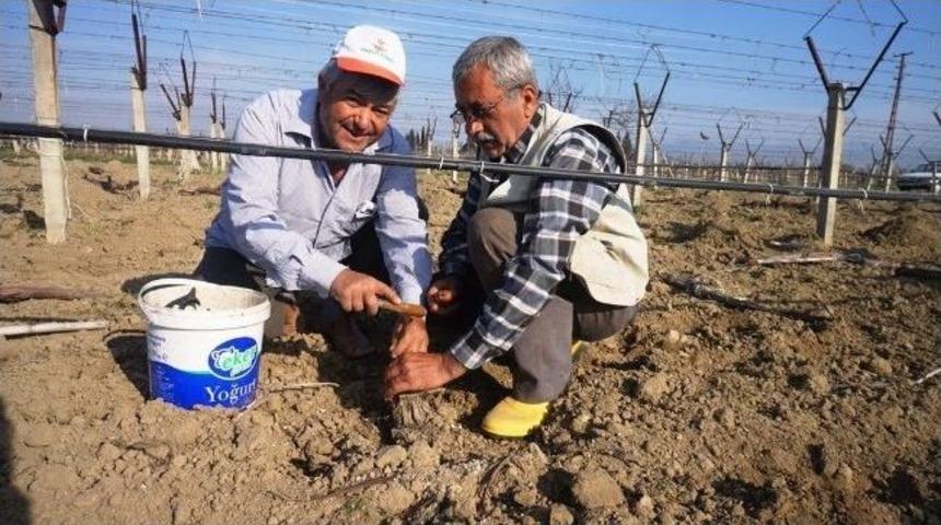 Sarıg&ouml;ll&uuml; &Uuml;z&uuml;m &Uuml;reticisi 2 Bin Asmaya Thompson Aşıladı