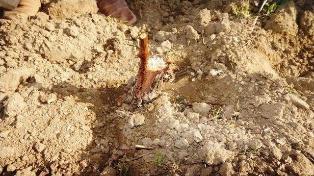 Sarıgöllü Üzüm Üreticisi 2 Bin Asmaya Thompson Aşıladı 1