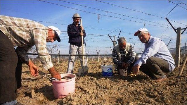 Sarıgöllü Üzüm Üreticisi 2 Bin Asmaya Thompson Aşıladı 2