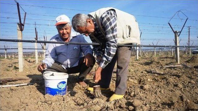 Sarıgöllü Üzüm Üreticisi 2 Bin Asmaya Thompson Aşıladı 3