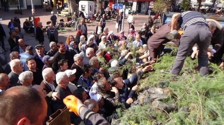 Zonguldak&rsquo;ta Beş Bin Sedir Fidanı Dağıtıldı