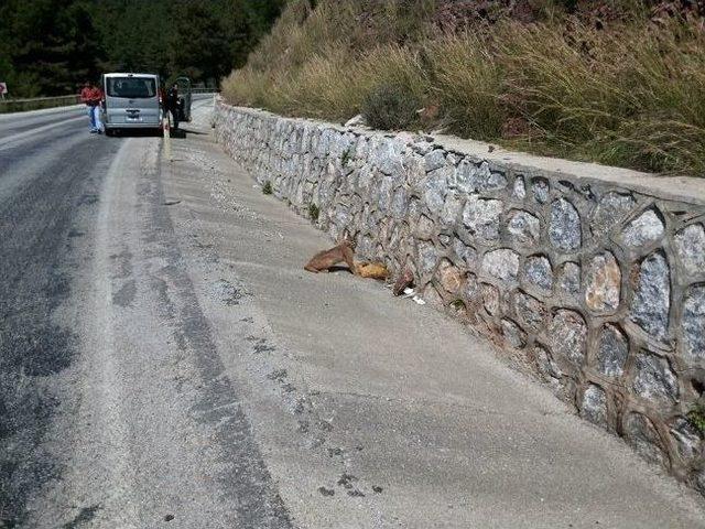 Marmaris’te Karakulak Avını Yerken Görüntülendi