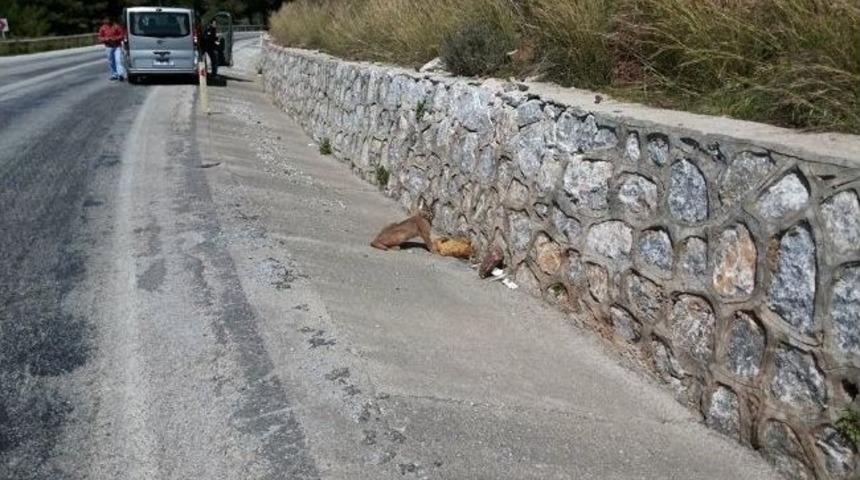 Marmaris&rsquo;te Karakulak Avını Yerken G&ouml;r&uuml;nt&uuml;lendi