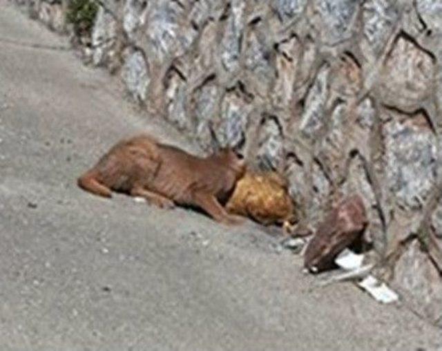 Marmaris’te Karakulak Avını Yerken Görüntülendi