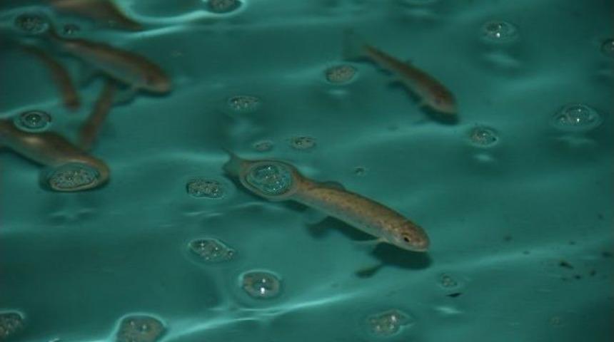 Alabalıklar Dereler İle Buluşuyor