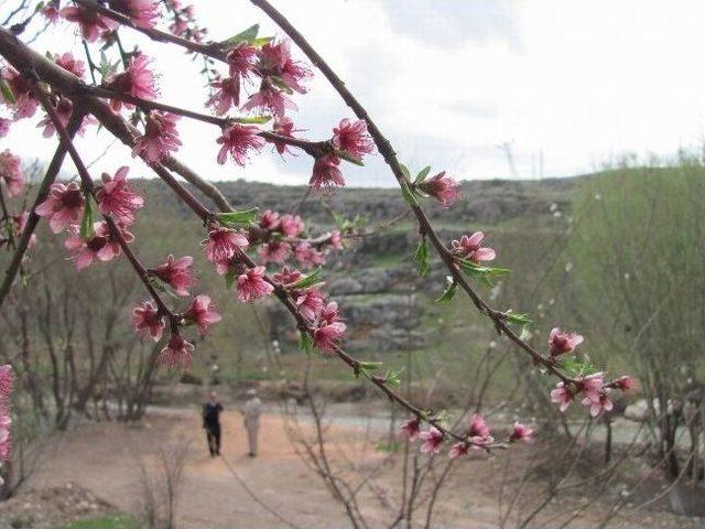 Araban Ovası’na Bahar Geldi