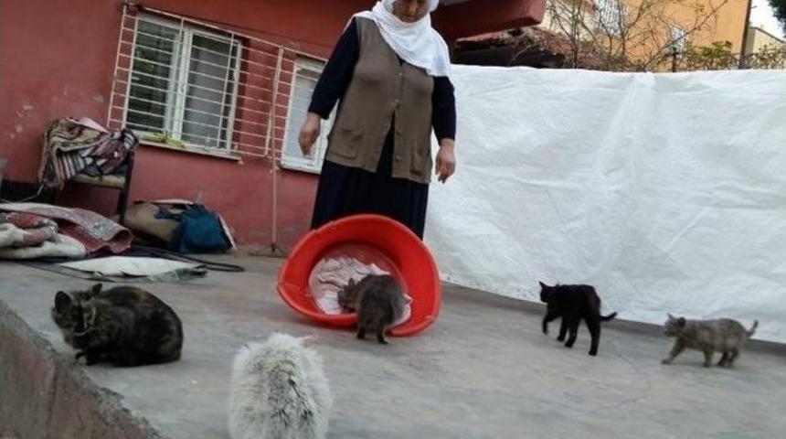 Sokak Kedileri İ&ccedil;in Barınak İstiyor