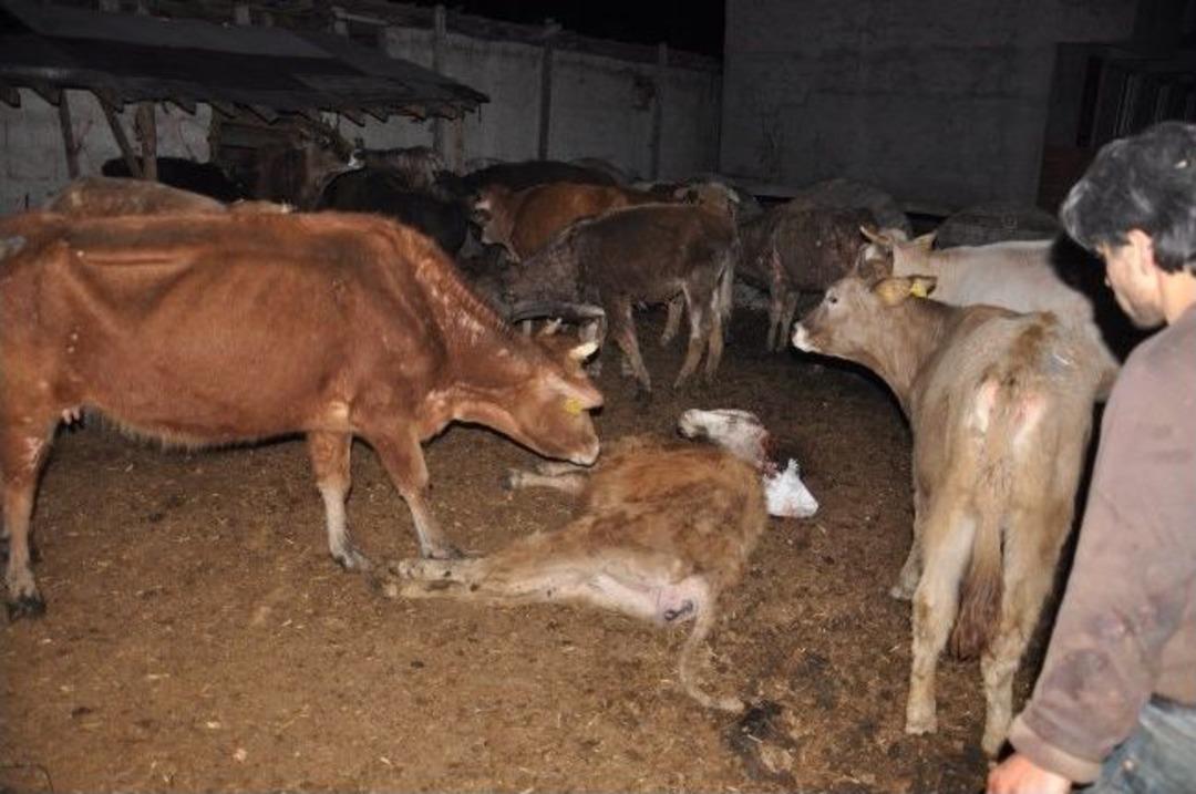 Tarlaya Atılan Zehir 17 B&uuml;y&uuml;kbaş Hayvanı Telef Etti