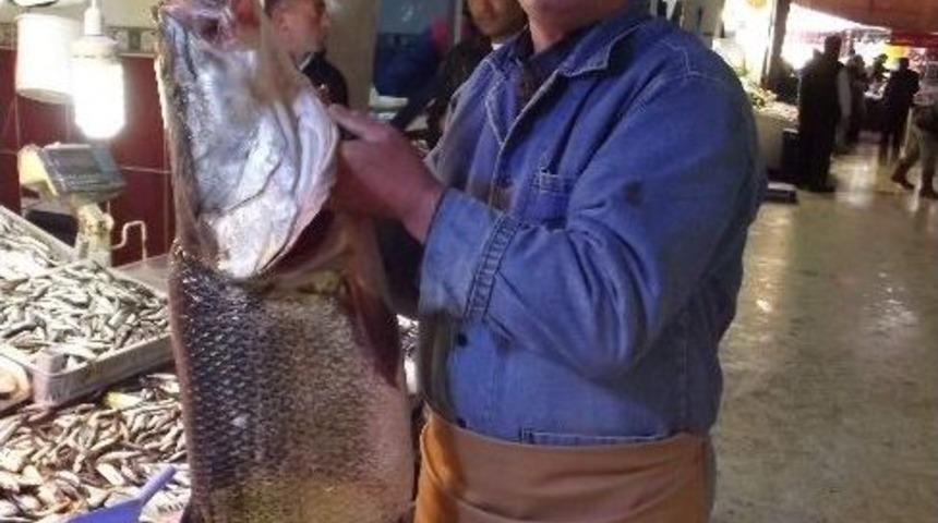 Mevsimin En B&uuml;y&uuml;k Kurşun Balığı Yakalandı