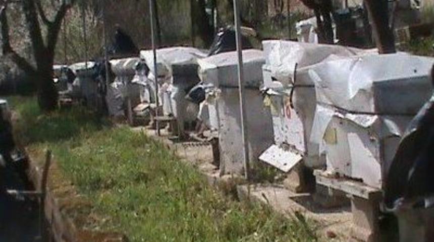 Kırklareli&rsquo;deki Arı İşletmeleri Denetleniyor