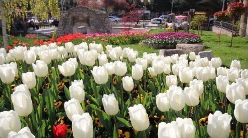 Amasya Sokaklarında Lale D&ouml;nemi