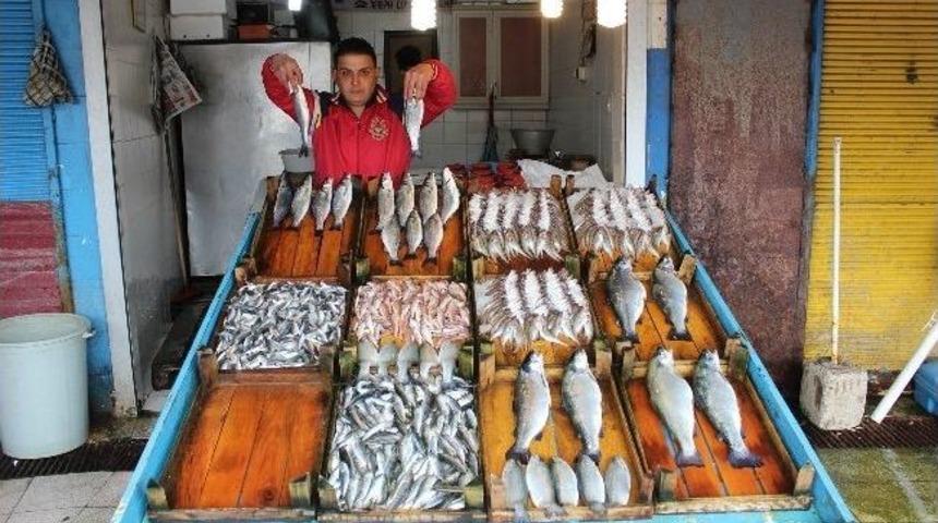 Hamsi Tezgahlardaki Yerini &Ccedil;iftlik Alabalığına Bıraktı