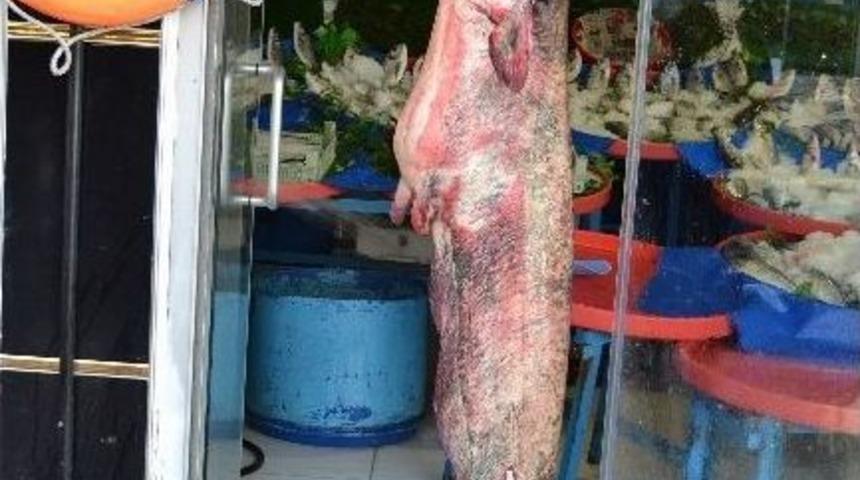 Kızılırmak'ın Derinlerinden Gelen Lezzet Niğdeliler İle Buluştu