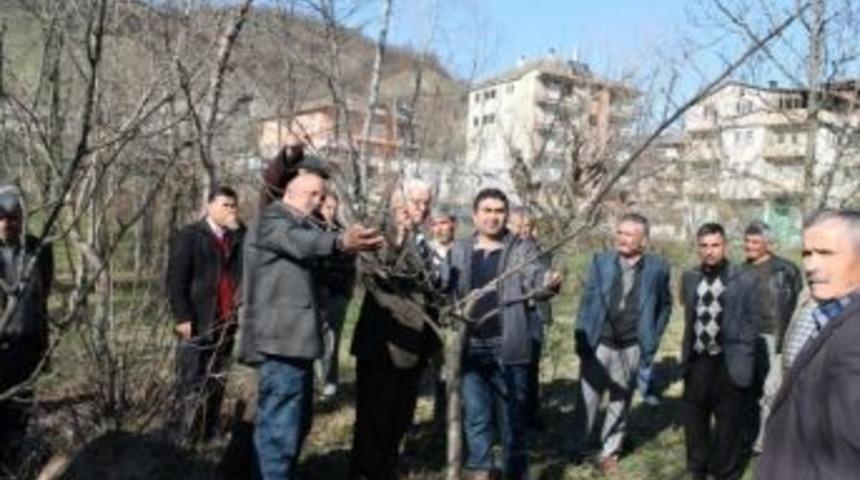 Budama Ve Aşılama Eğitimleri Devam Etti