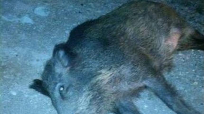 Ambulans Domuz S&uuml;r&uuml;s&uuml;ne &Ccedil;arptı