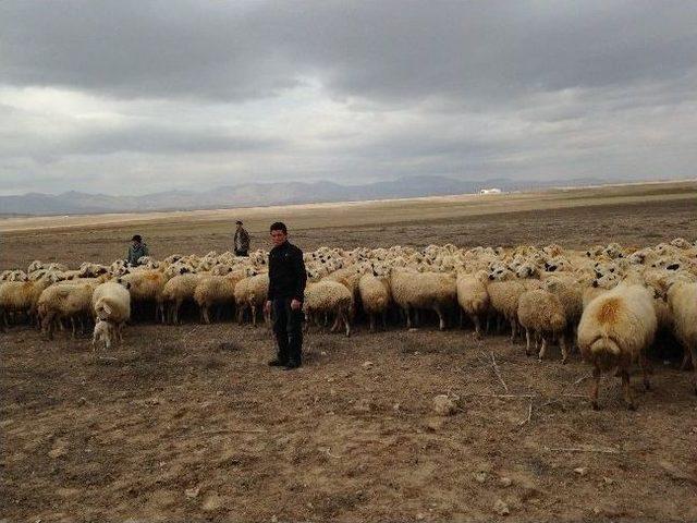 Niğde’de Eğitimli Çoban Dönemi