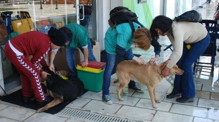 Bodrum’da Sokak Hayvanları Sokakta Aşılandı