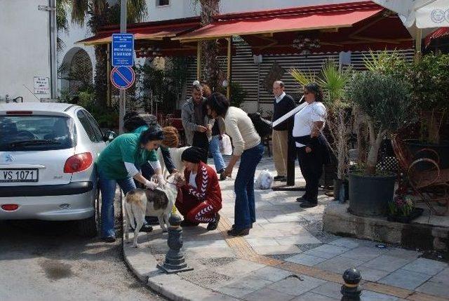 Bodrum’da Sokak Hayvanları Sokakta Aşılandı