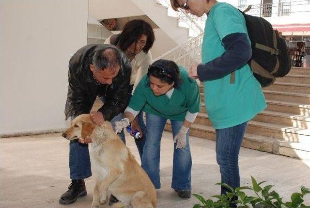 Bodrum’da Sokak Hayvanları Sokakta Aşılandı