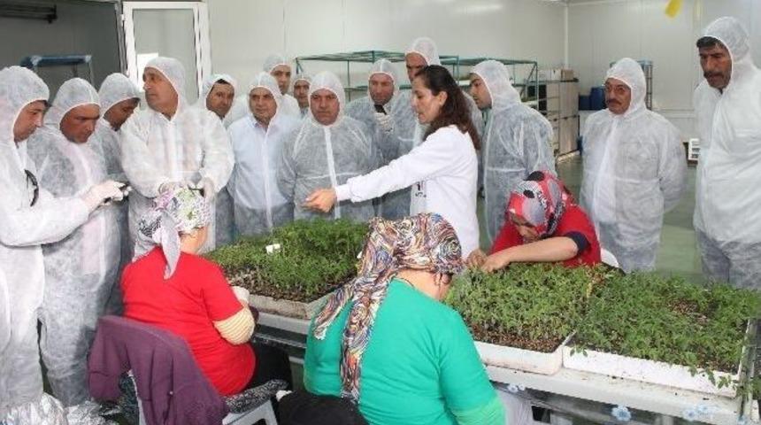 Ceyhanlı &Uuml;reticiler Kumluca&rsquo;da İncelemelerde Bulundu